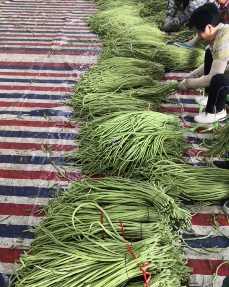 长豆角直供大产区货量大一手货源价格低供货全国量大