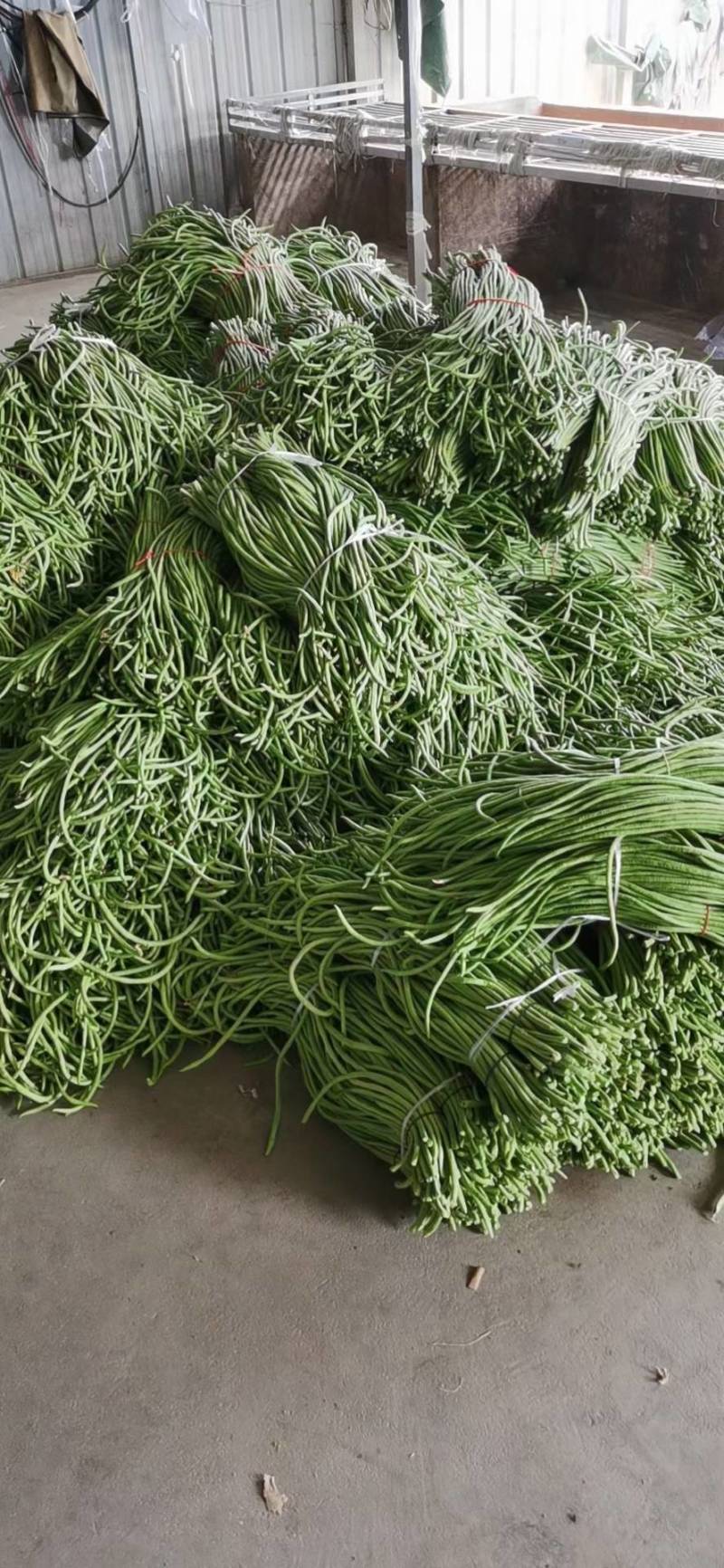 长豆角直供大产区货量大一手货源价格低供货全国量大