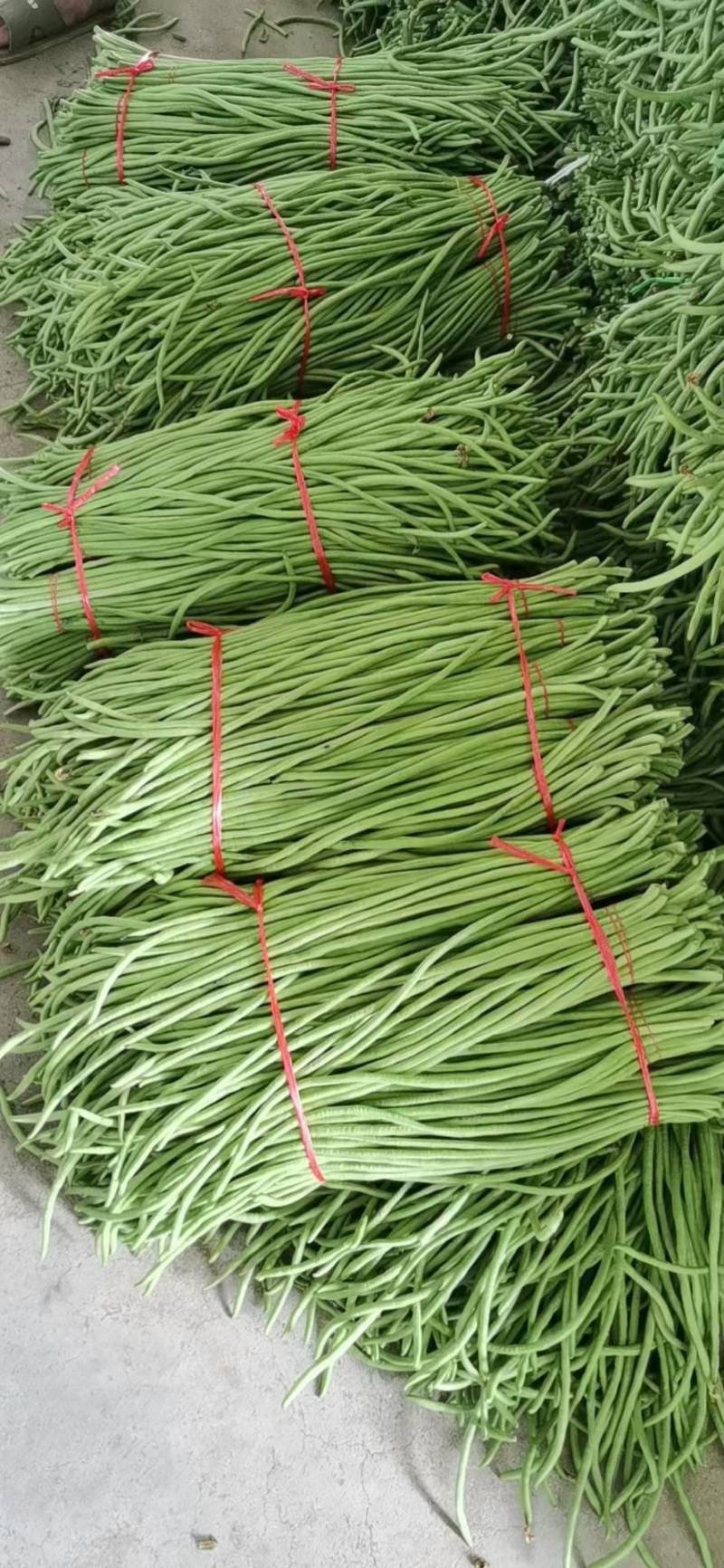 长豆角直供大产区货量大一手货源价格低供货全国量大