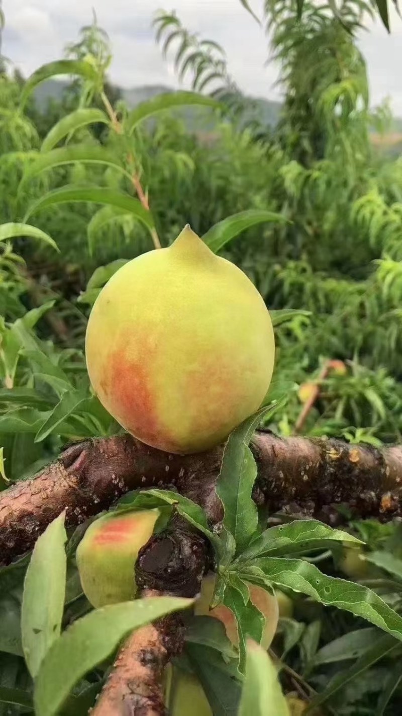 广东省河源连平品牌水果，鹰嘴桃