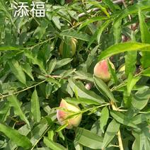 广东省河源连平品牌水果，鹰嘴桃