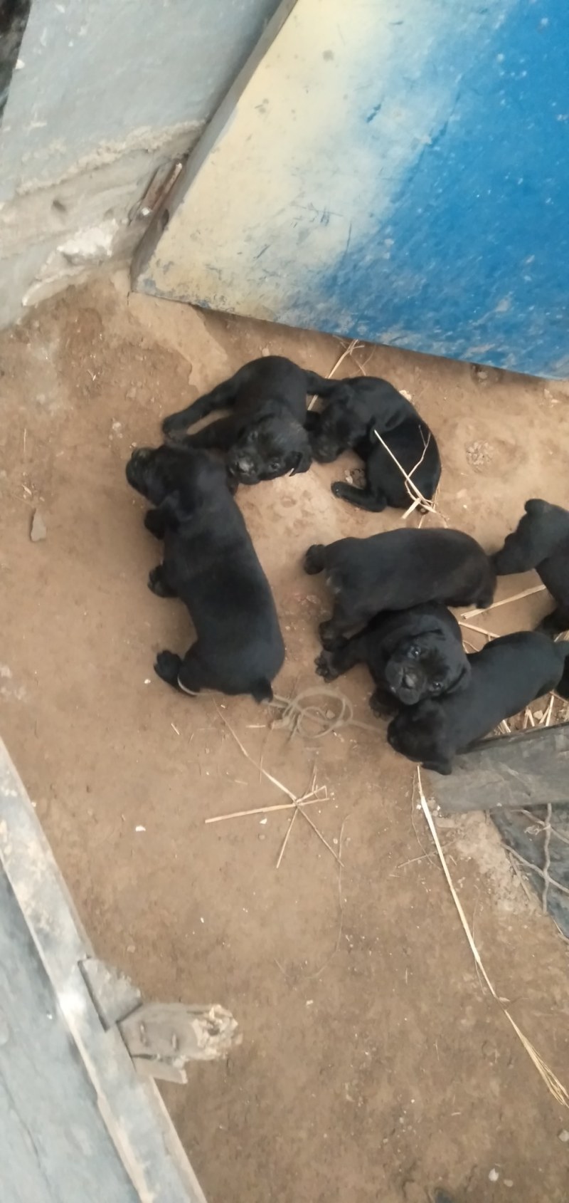 卡斯罗幼犬宠物犬