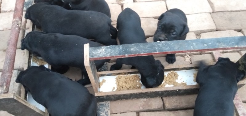 卡斯罗幼犬宠物犬
