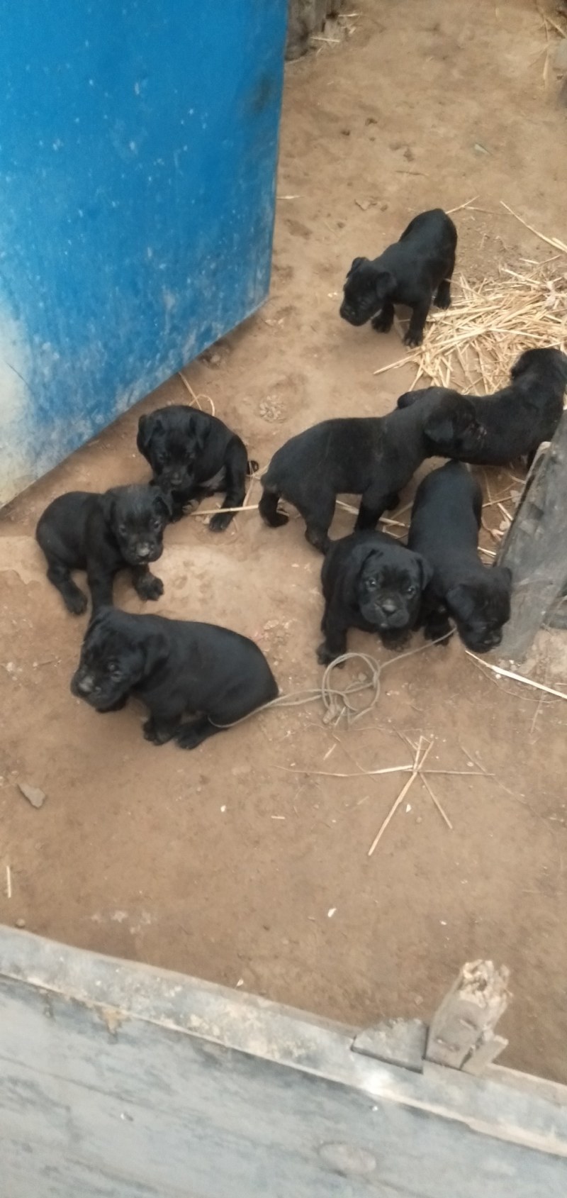 卡斯罗幼犬宠物犬