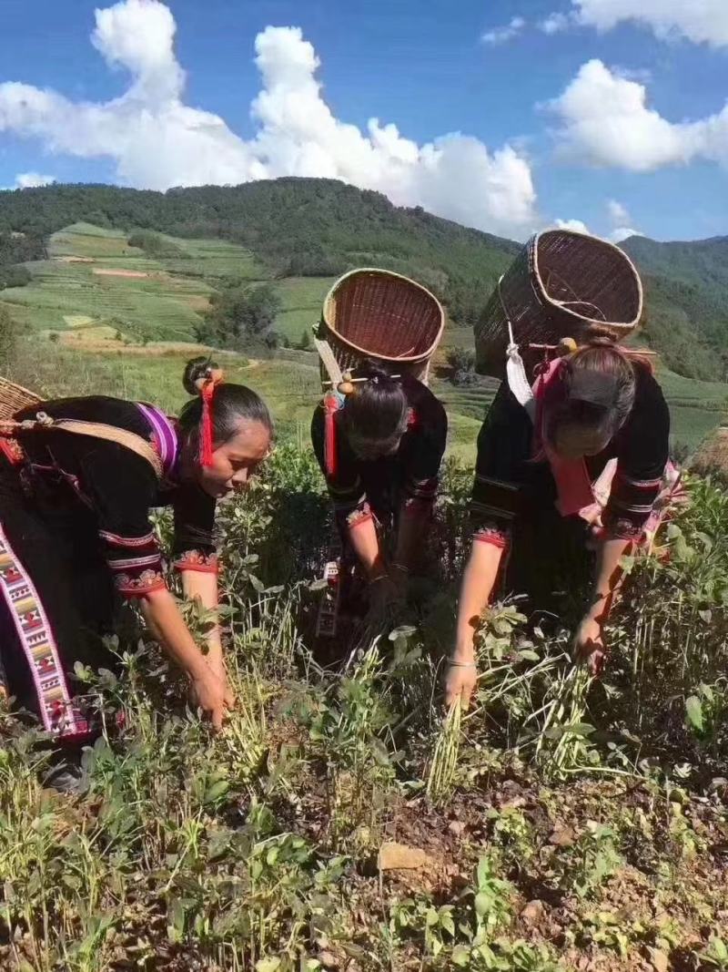 云南普洱黑花生