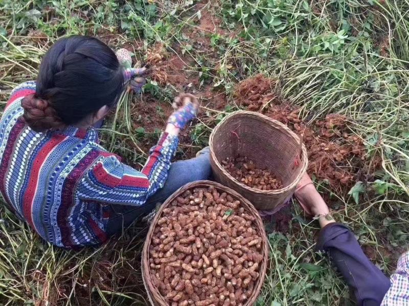 云南普洱黑花生