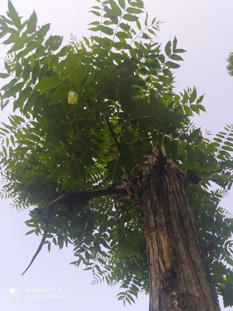 红椿木出售