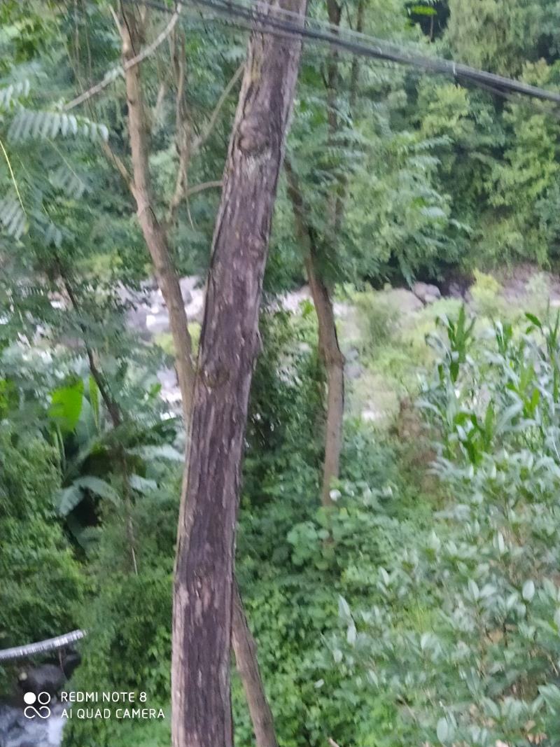 红椿木出售