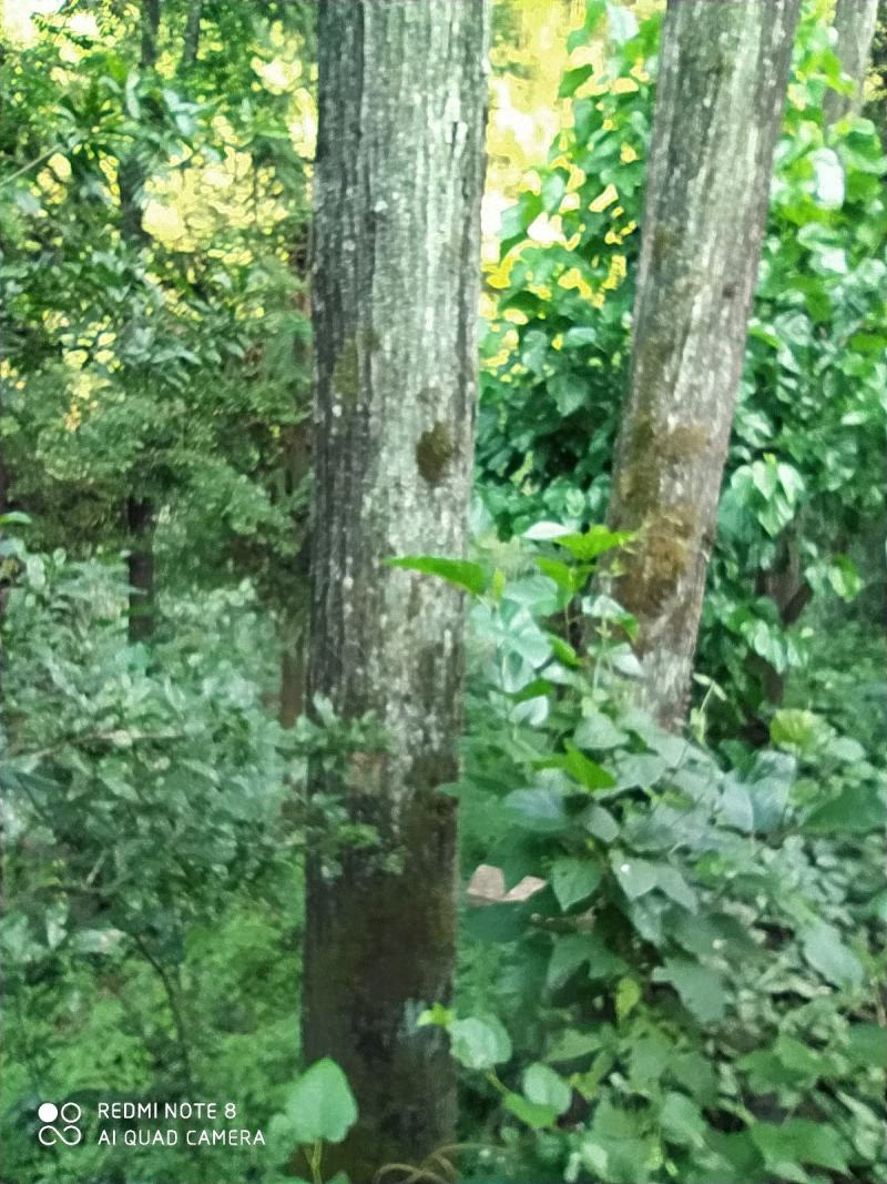 红椿木出售