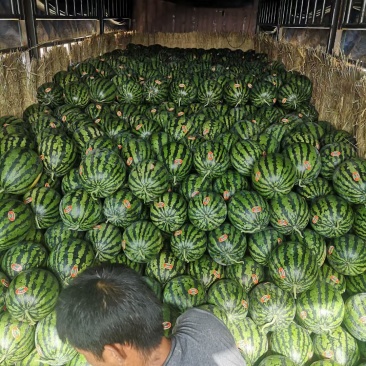 甜王西瓜批发，陕西甜王西瓜基地价格，大棚西瓜基地价格