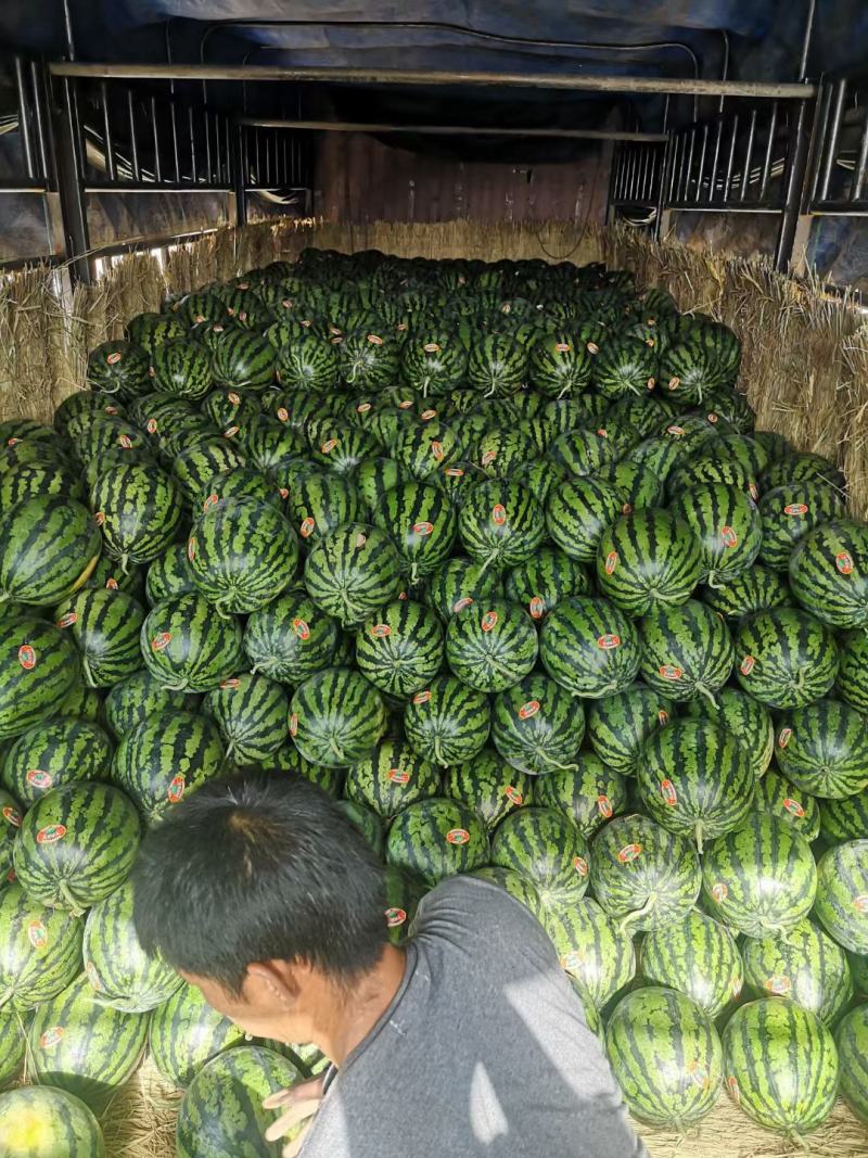 甜王西瓜批发，陕西甜王西瓜基地价格，大棚西瓜基地价格
