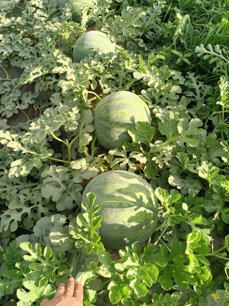 花无子西瓜批发，大棚花无子西瓜产地花无子西瓜行情