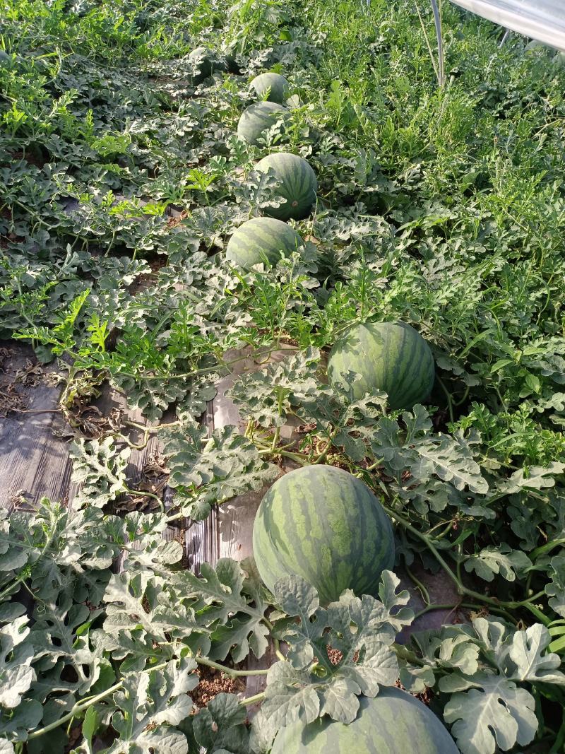 花无子西瓜批发，大棚花无子西瓜产地花无子西瓜行情
