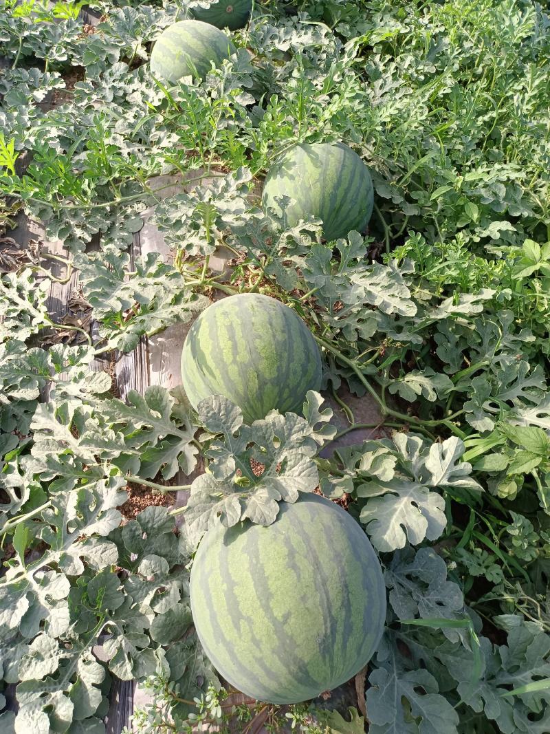 花无子西瓜批发，大棚花无子西瓜产地花无子西瓜行情