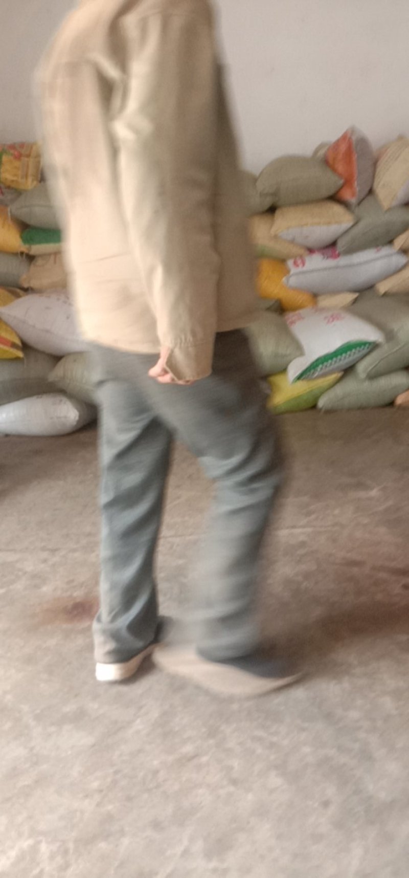 甘肃荏籽，苏子！甘肃主产区苏子！！！！！！