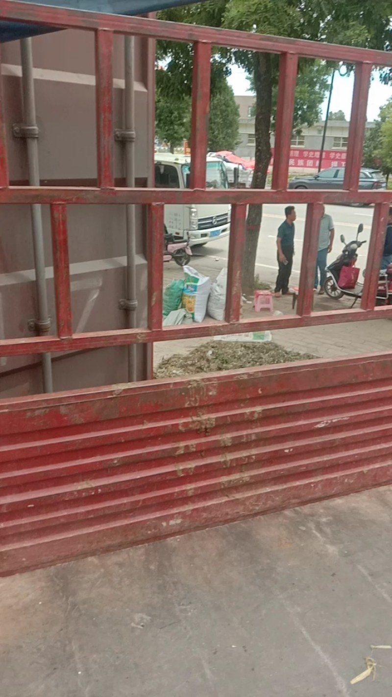 甘肃荏籽，苏子！甘肃主产区苏子！！！！！！