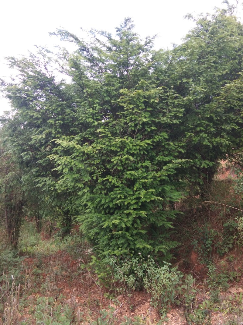 红豆杉