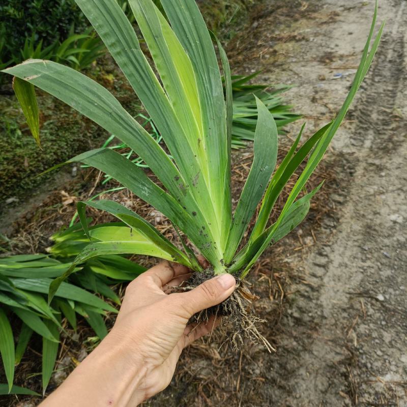 紫花鸢尾基地发货可接工程绿化苗木