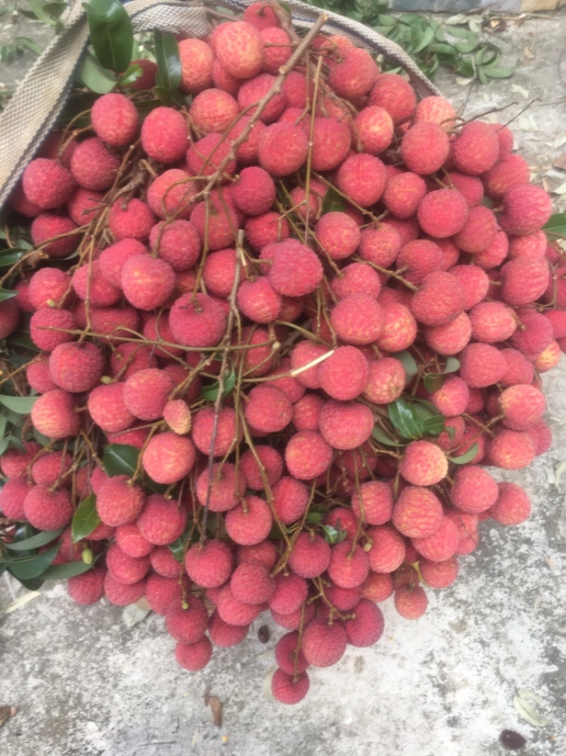 平南县六月红荔枝红花禾荔