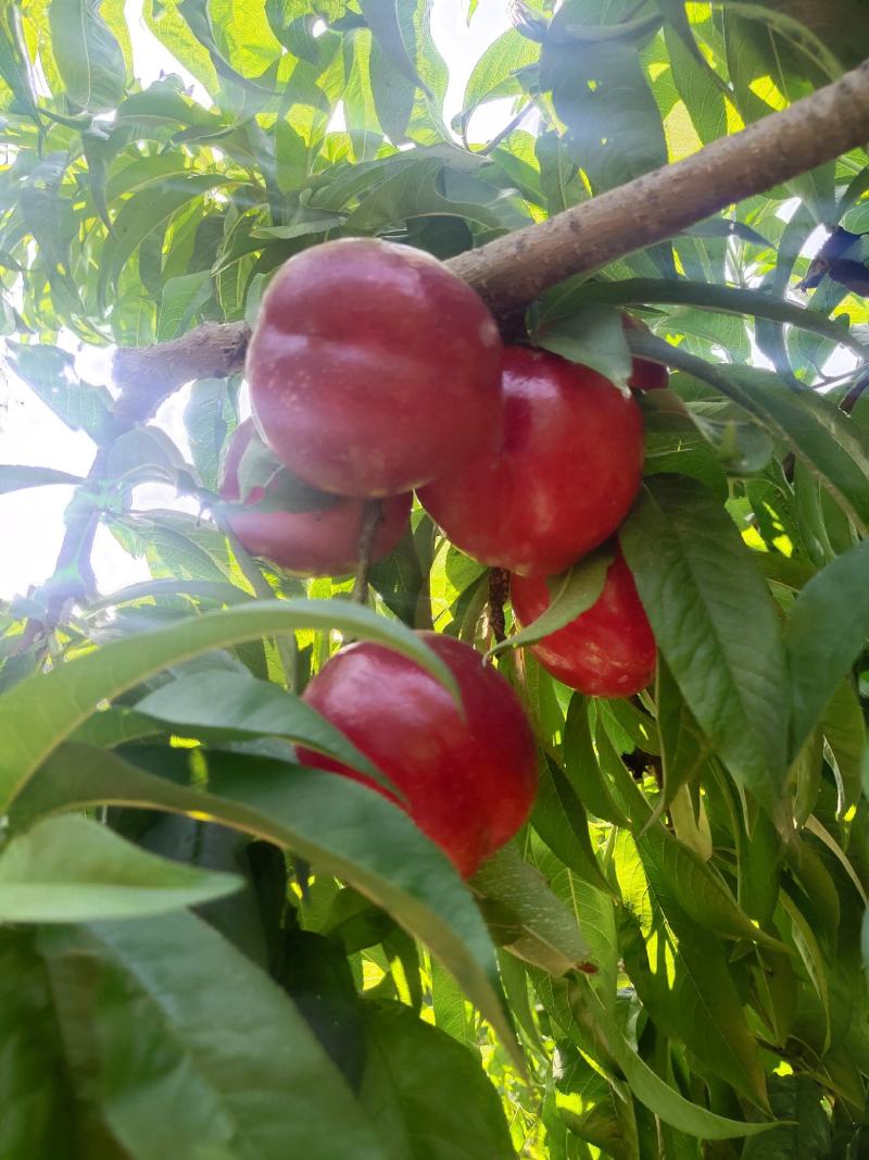 白肉油桃——鲁星一号