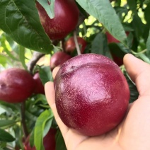 白肉油桃——鲁星一号