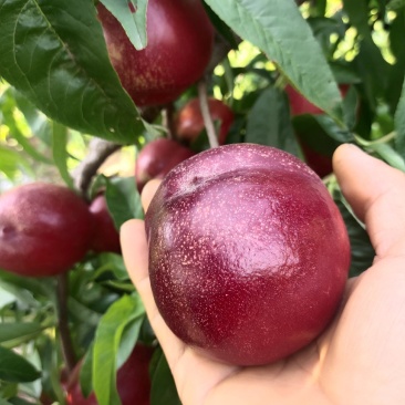 白肉油桃——鲁星一号