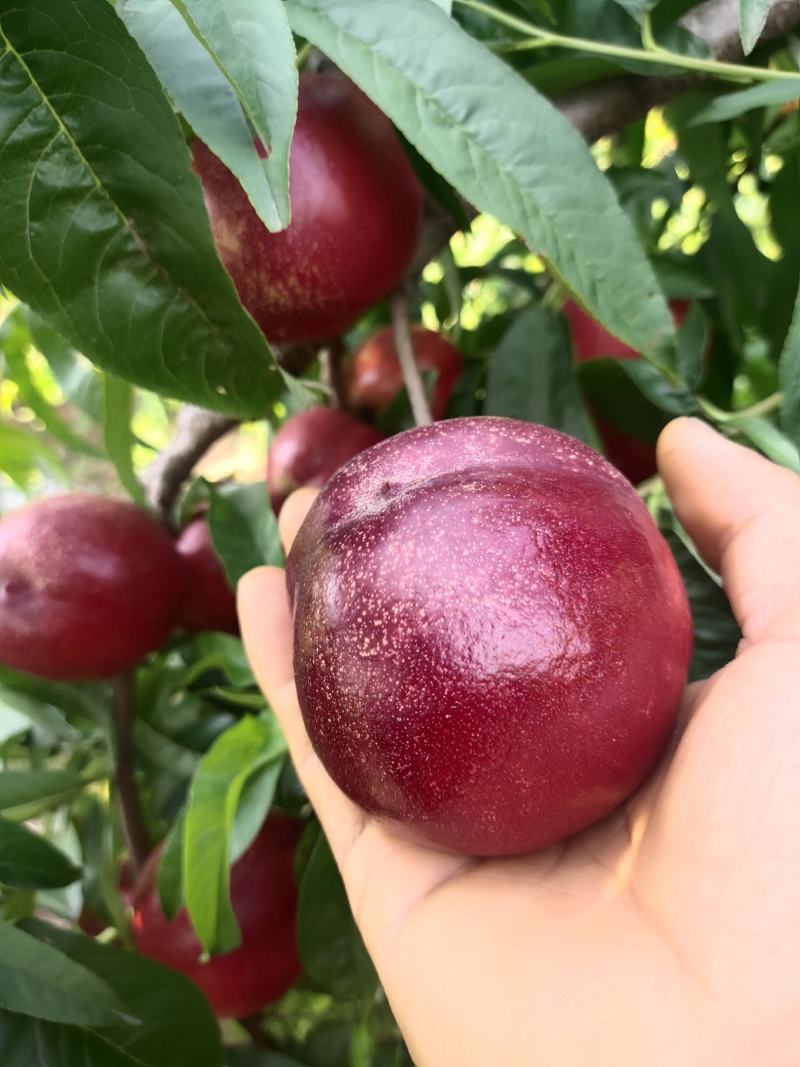 白肉油桃——鲁星一号