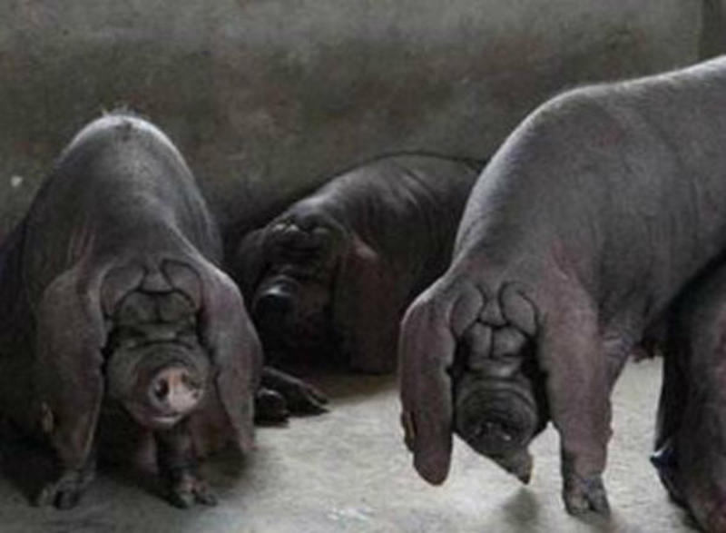 太湖母猪发情早产崽多耐粗饲料好养活
