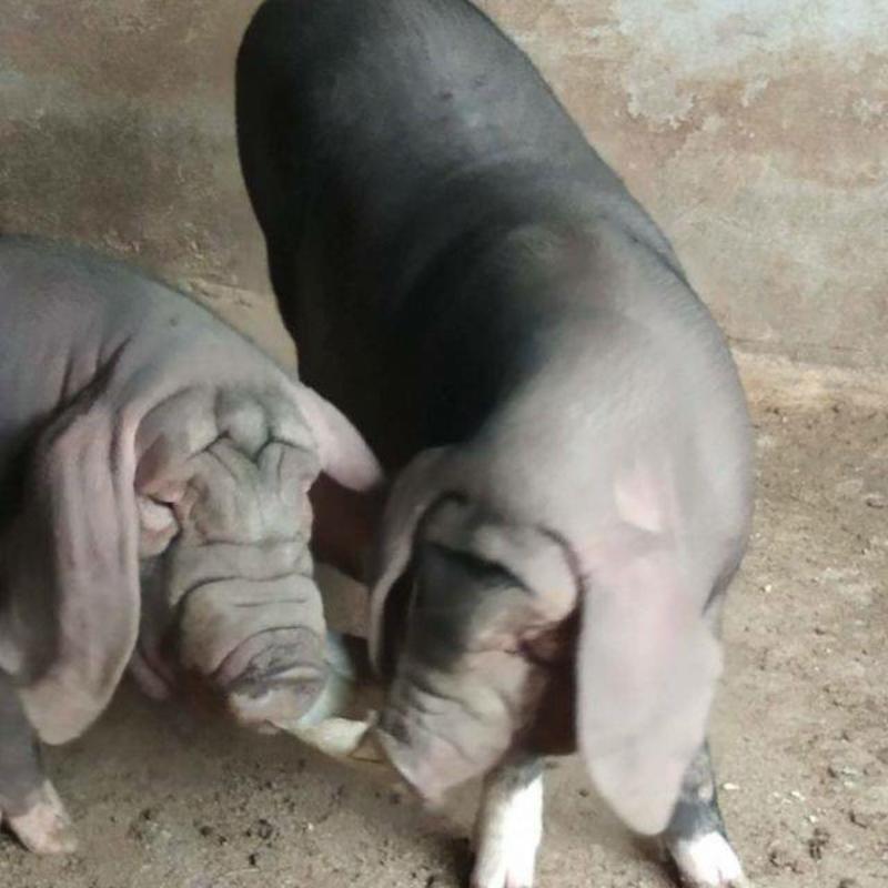 太湖母猪发情早产崽多耐粗饲料好养活