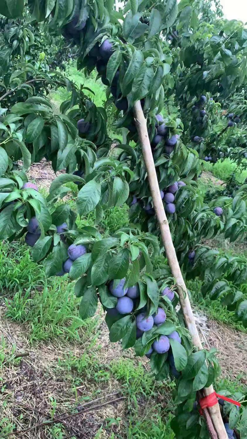 五月脆脆红李中原一点红李子