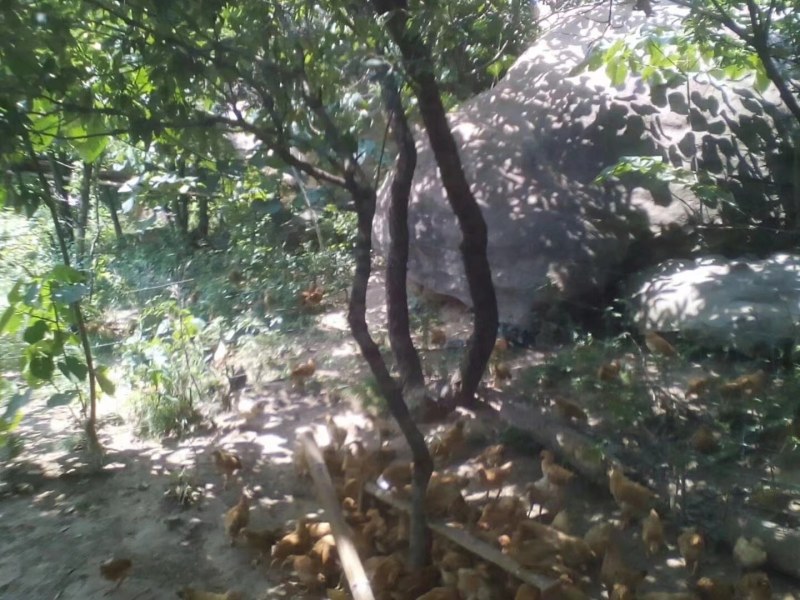 深山老林生态养殖