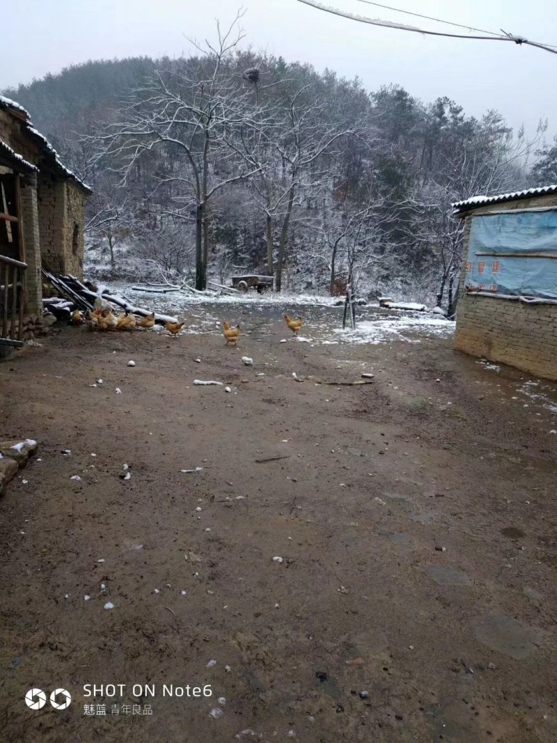 深山老林生态养殖