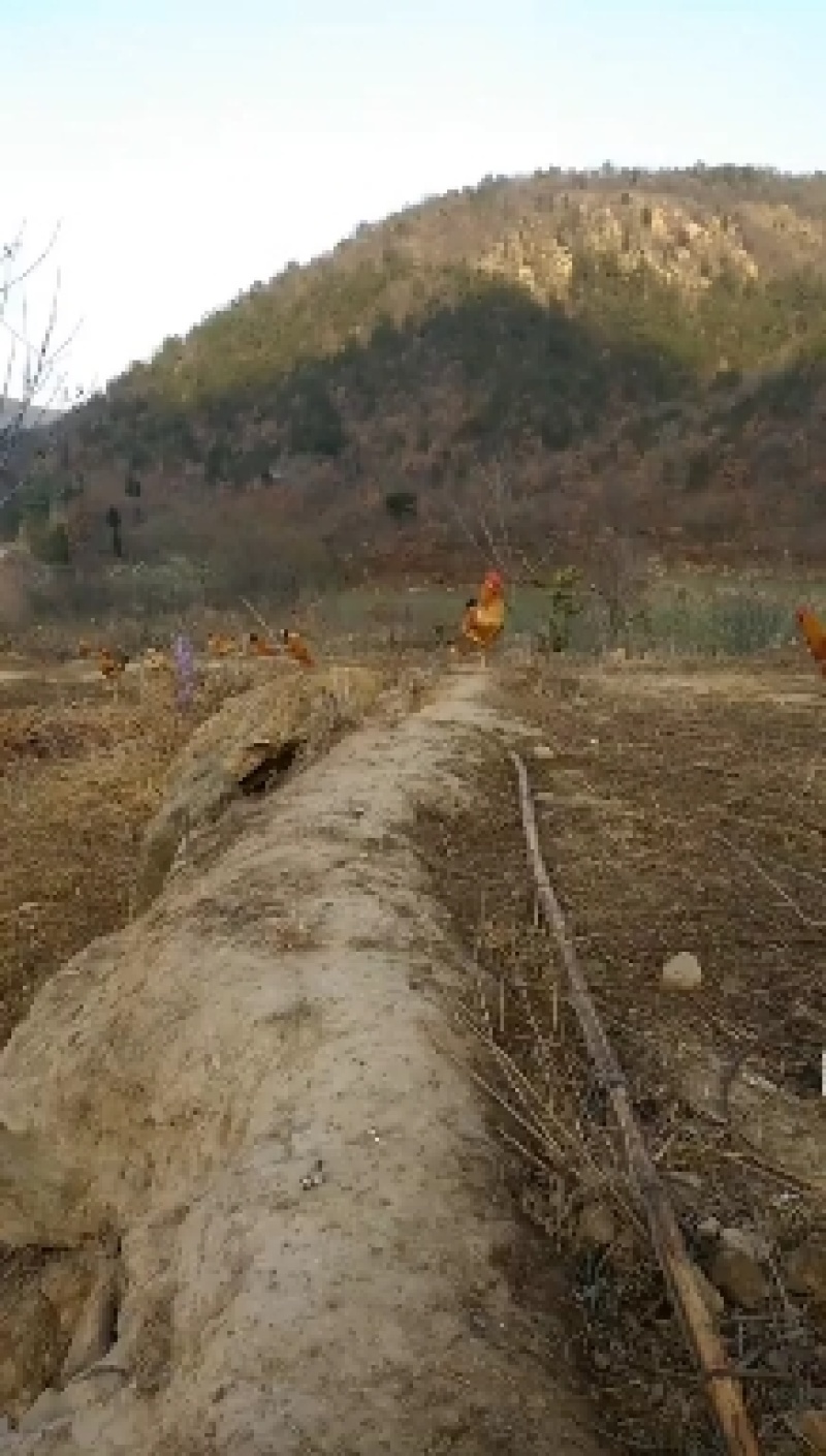 深山老林生态养殖