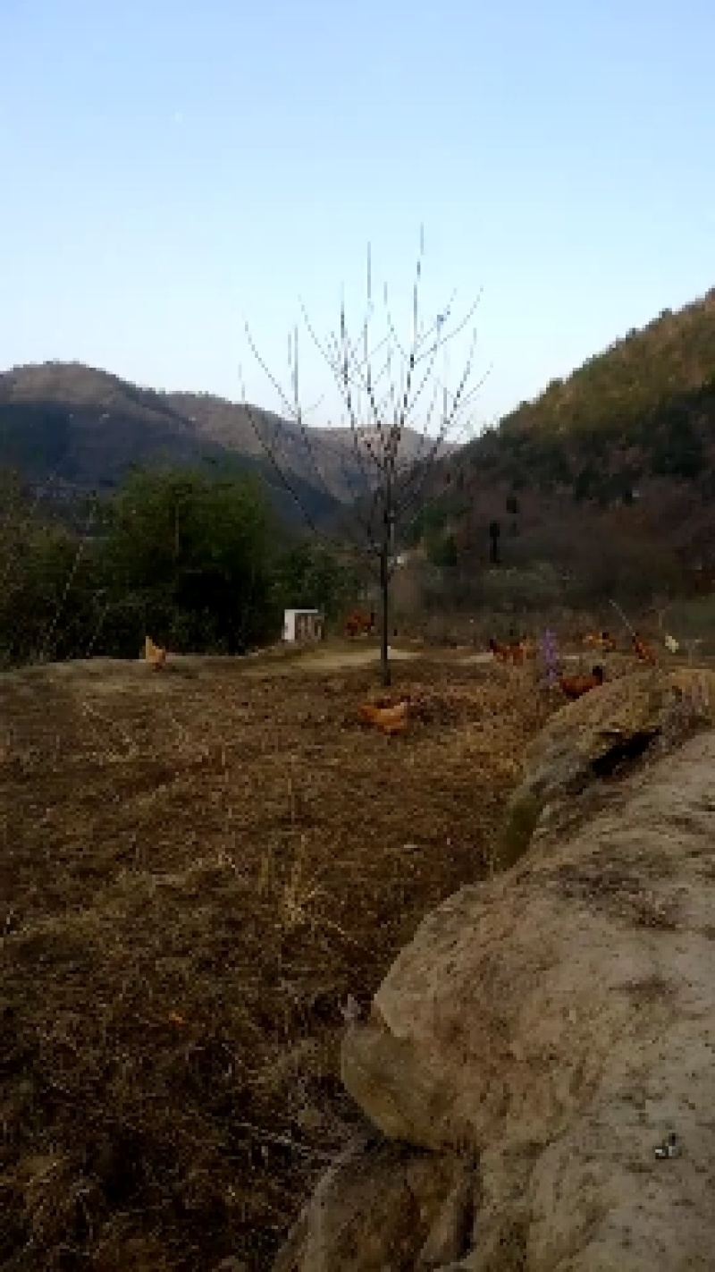 深山老林生态养殖