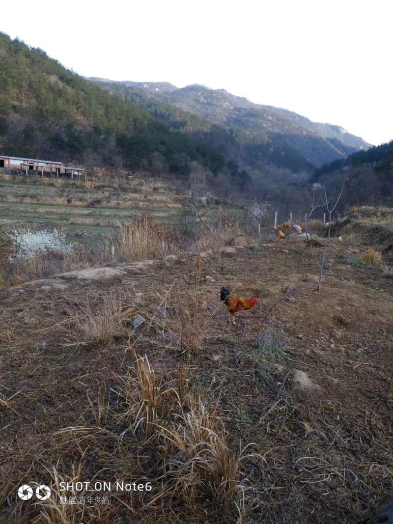 深山老林生态养殖