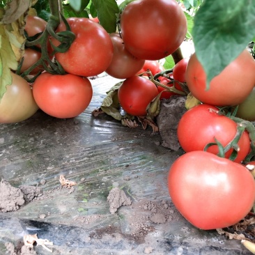 黑龙江佳木斯地产西红柿🍅