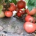 黑龙江佳木斯地产西红柿🍅
