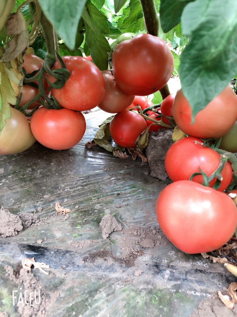 黑龙江佳木斯地产西红柿🍅