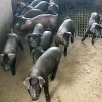 苏太母猪抗病能力强耐粗饲料适合全国各地养殖