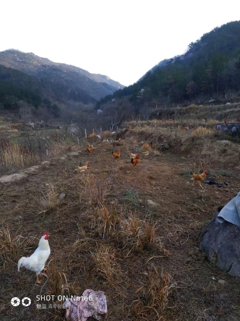 深山老林生态养殖