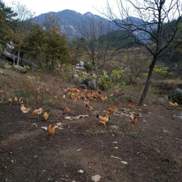 深山老林生态养殖