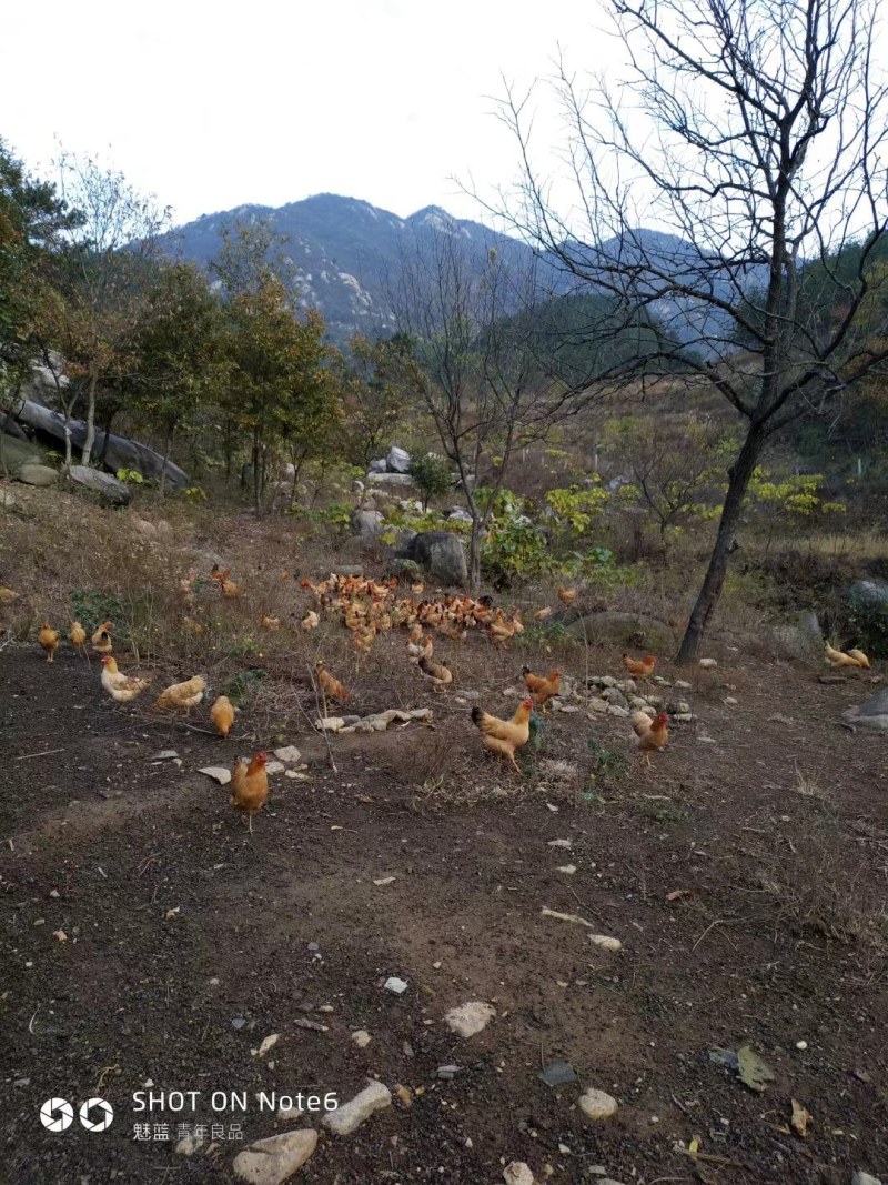 深山老林生态养殖