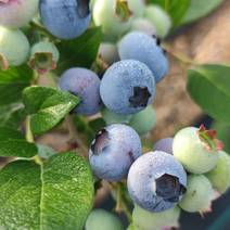 山东蓝莓鲜果水果新鲜蓝莓当季整箱时令现摘8盒批发