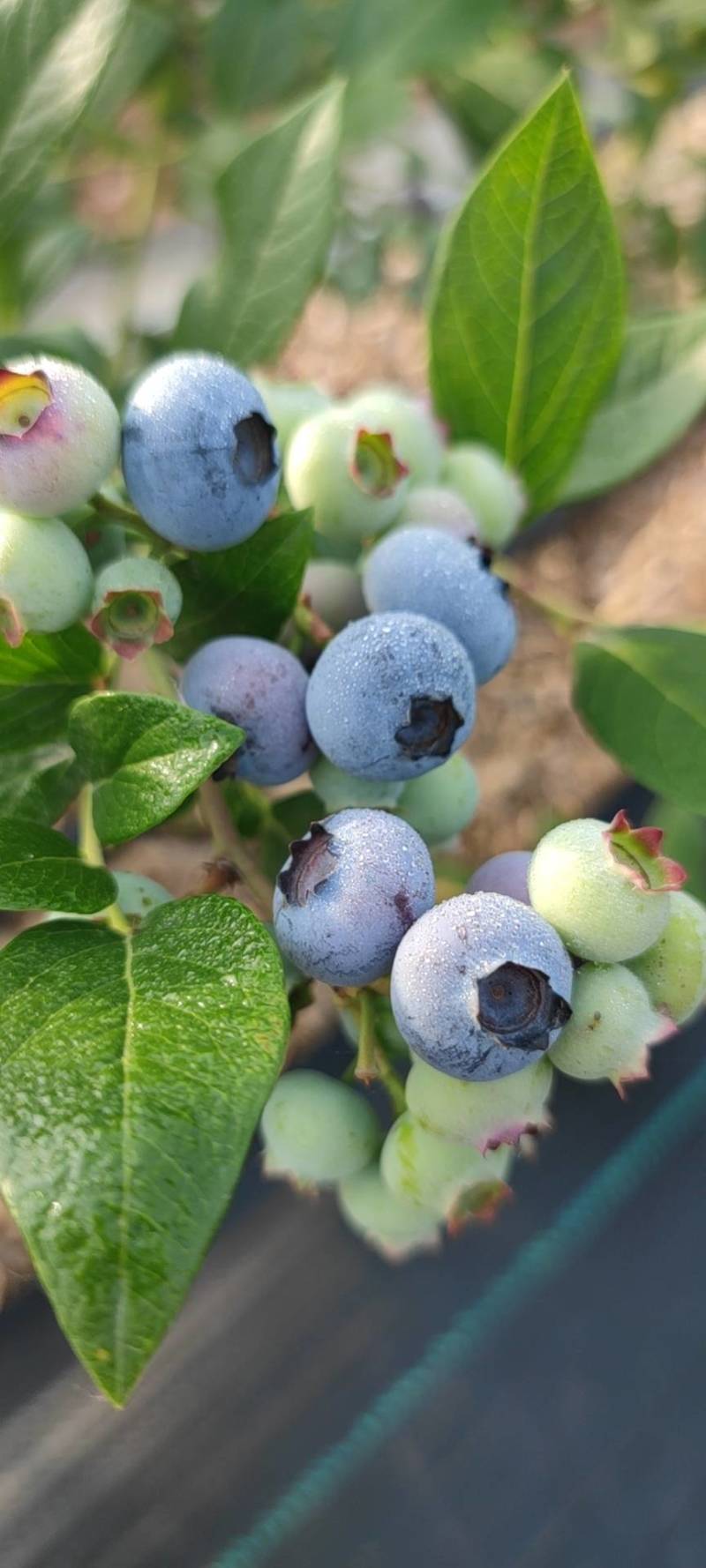 山东蓝莓鲜果水果新鲜蓝莓当季整箱时令现摘8盒批发