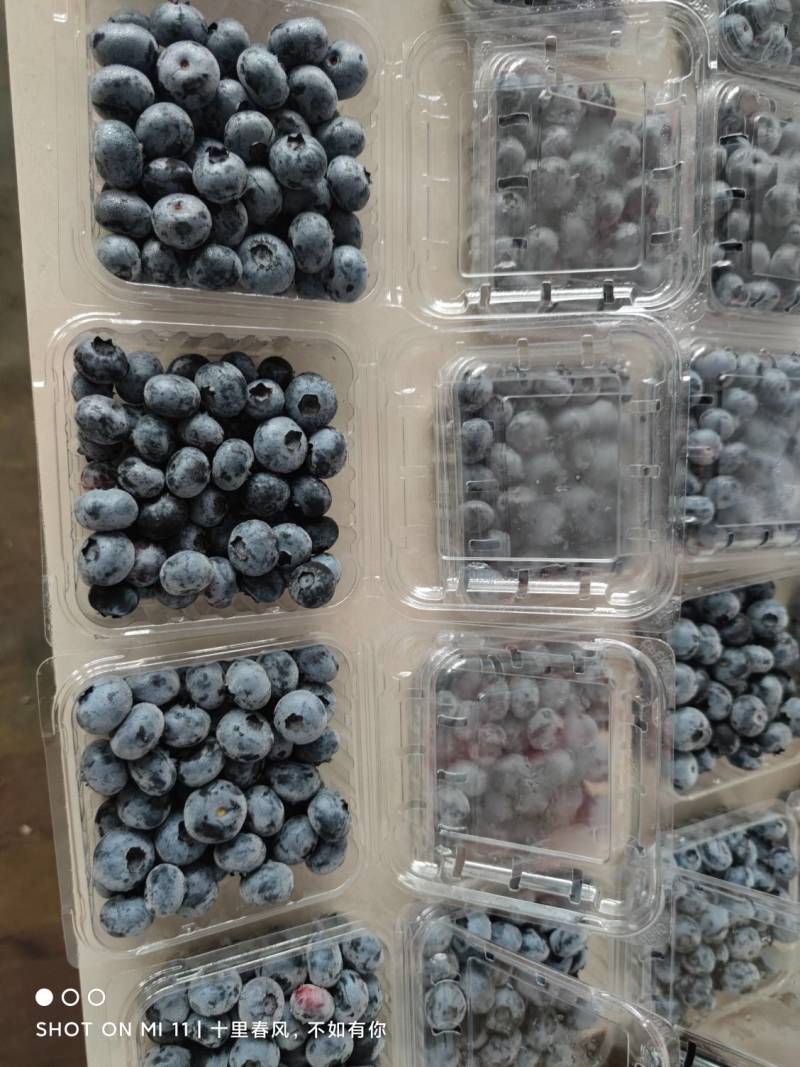 山东蓝莓鲜果水果新鲜蓝莓当季整箱时令现摘8盒批发