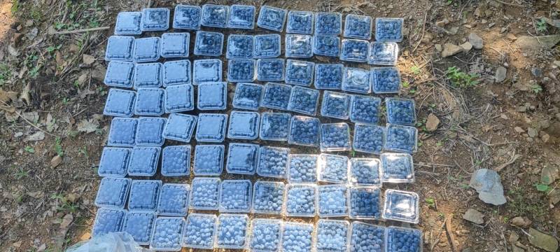 山东蓝莓鲜果水果新鲜蓝莓当季整箱时令现摘8盒批发