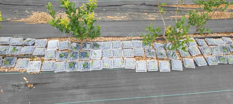 山东蓝莓鲜果水果新鲜蓝莓当季整箱时令现摘8盒批发