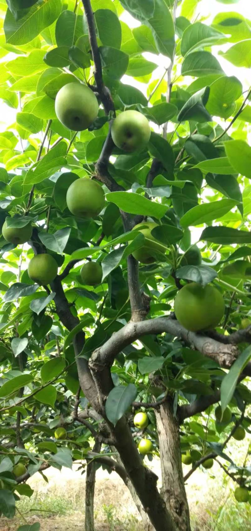 精选苍溪特产翠冠梨，产地直销，香甜多汁，欢迎采购！