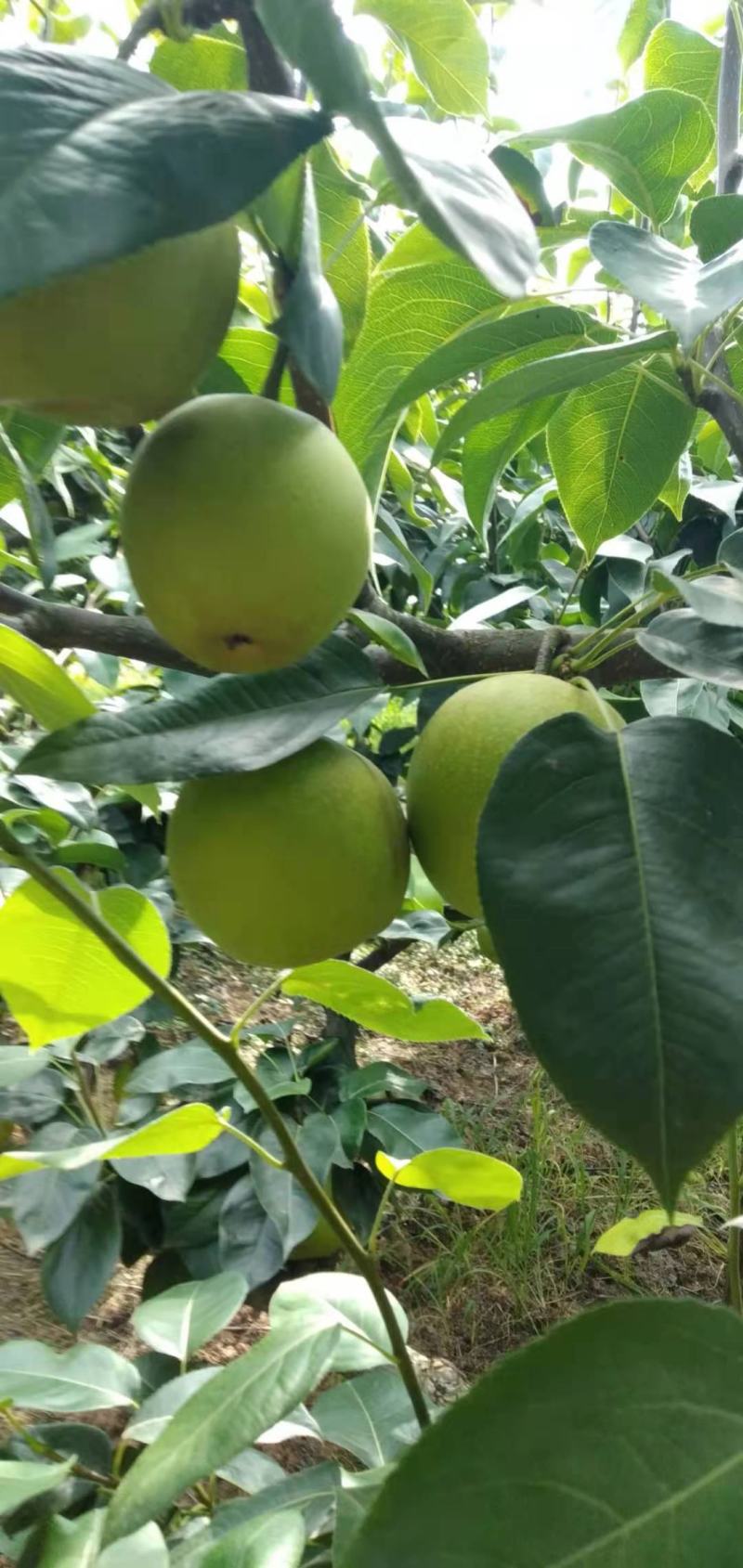 精选苍溪特产翠冠梨，产地直销，香甜多汁，欢迎采购！