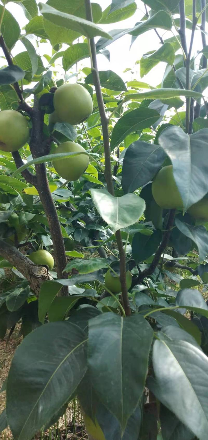 精选苍溪特产翠冠梨，产地直销，香甜多汁，欢迎采购！